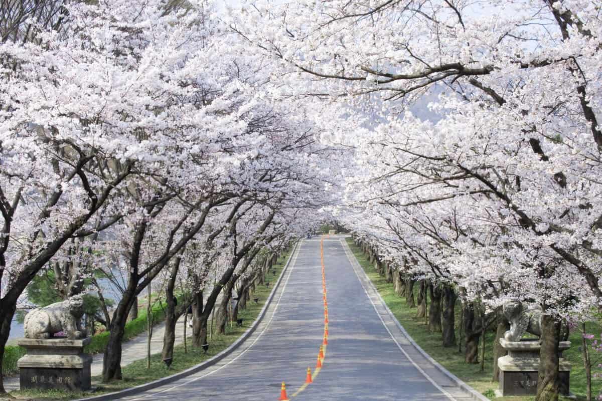 호암호수 벚꽃림 호암호수 벚꽃림