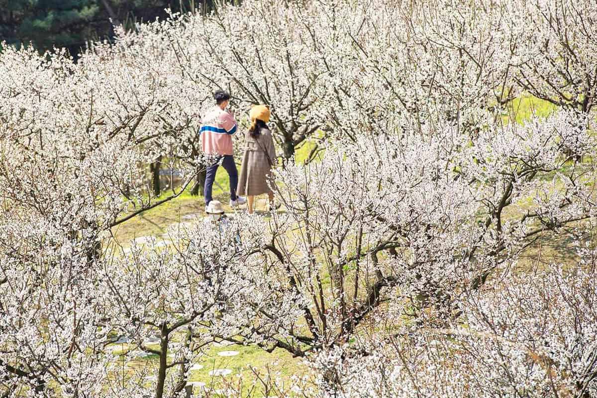 에버랜드 하늘정원길 에버랜드 하늘정원길