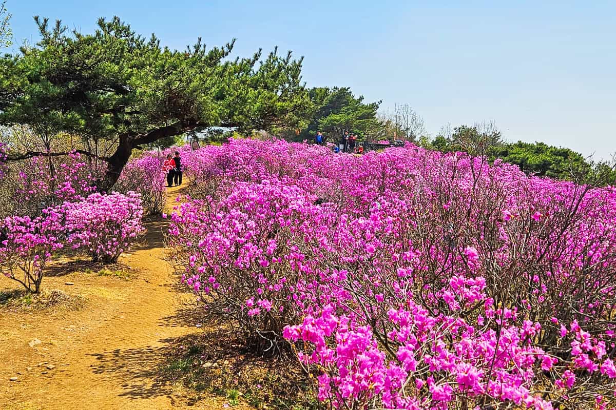 인천 가현산 진달래동산 인천 가현산 진달래동산