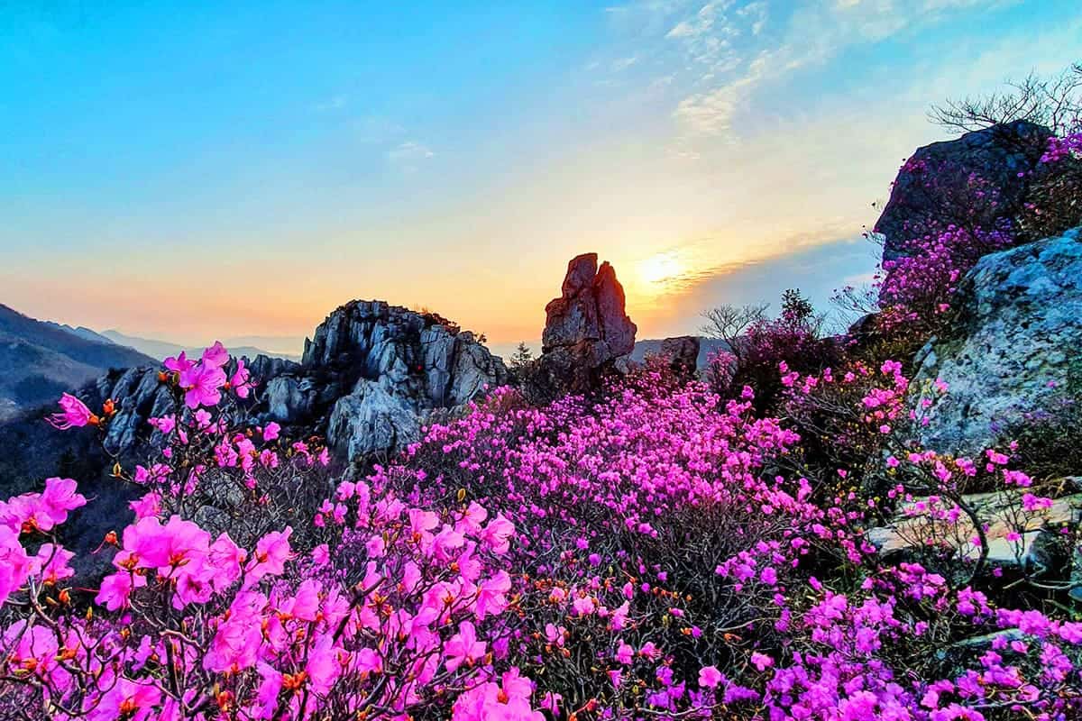 주작산의 봄