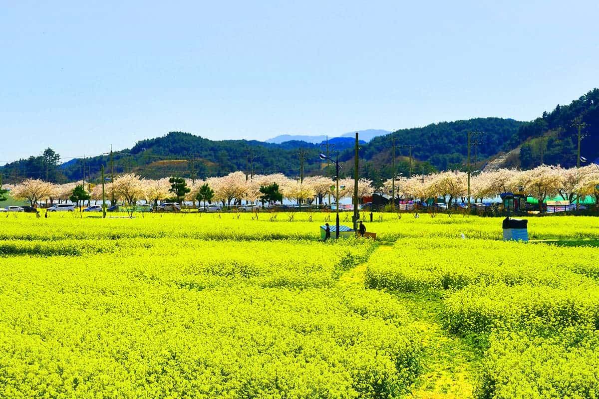 강원도 삼척 유채밭 강원도 삼척 유채밭