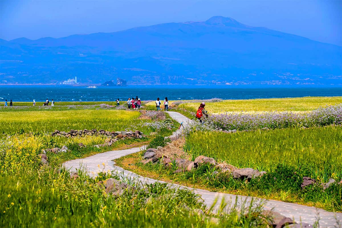 제주도 가파도 청보리