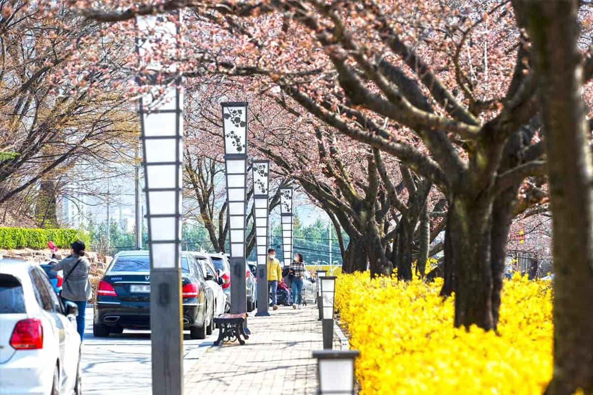 김천 연화지 산책로 김천 연화지 산책로