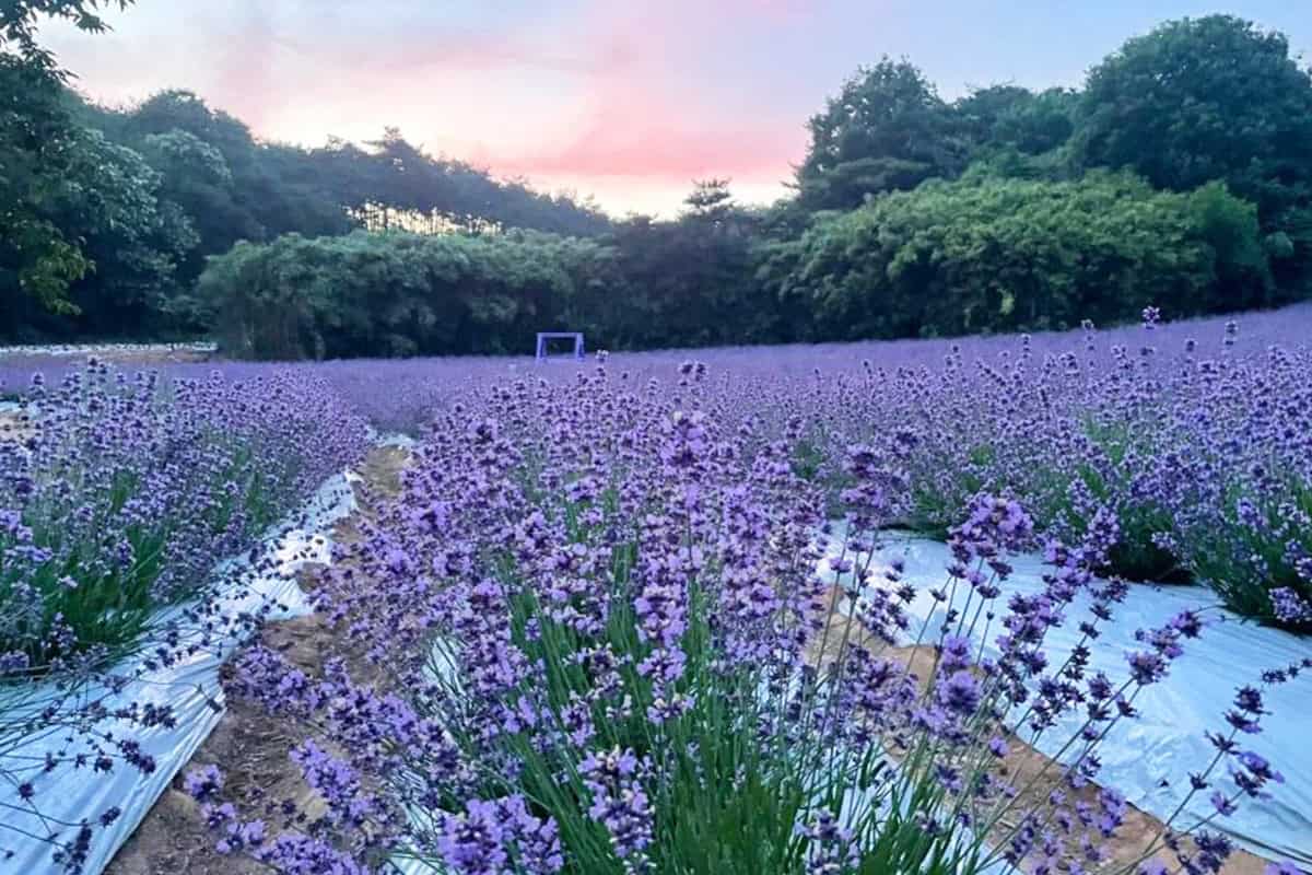고창청농원 고창청농원