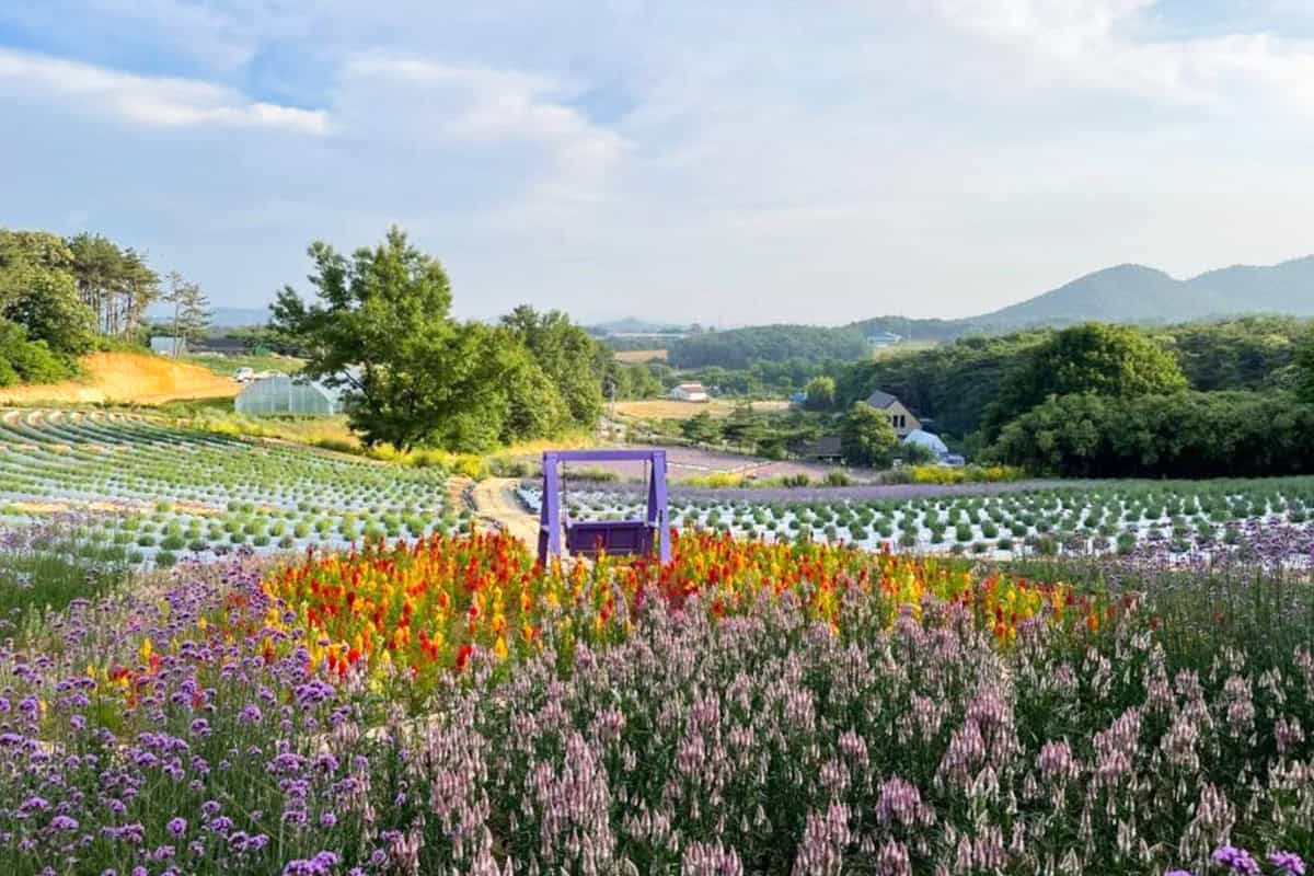 고창청농원 라벤더 고창청농원 라벤더