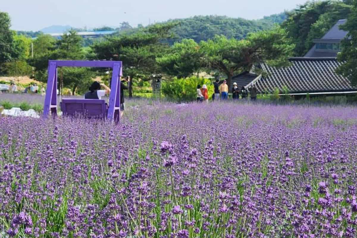 고창청농원 보랏빛 라벤더 고창청농원 보랏빛 라벤더