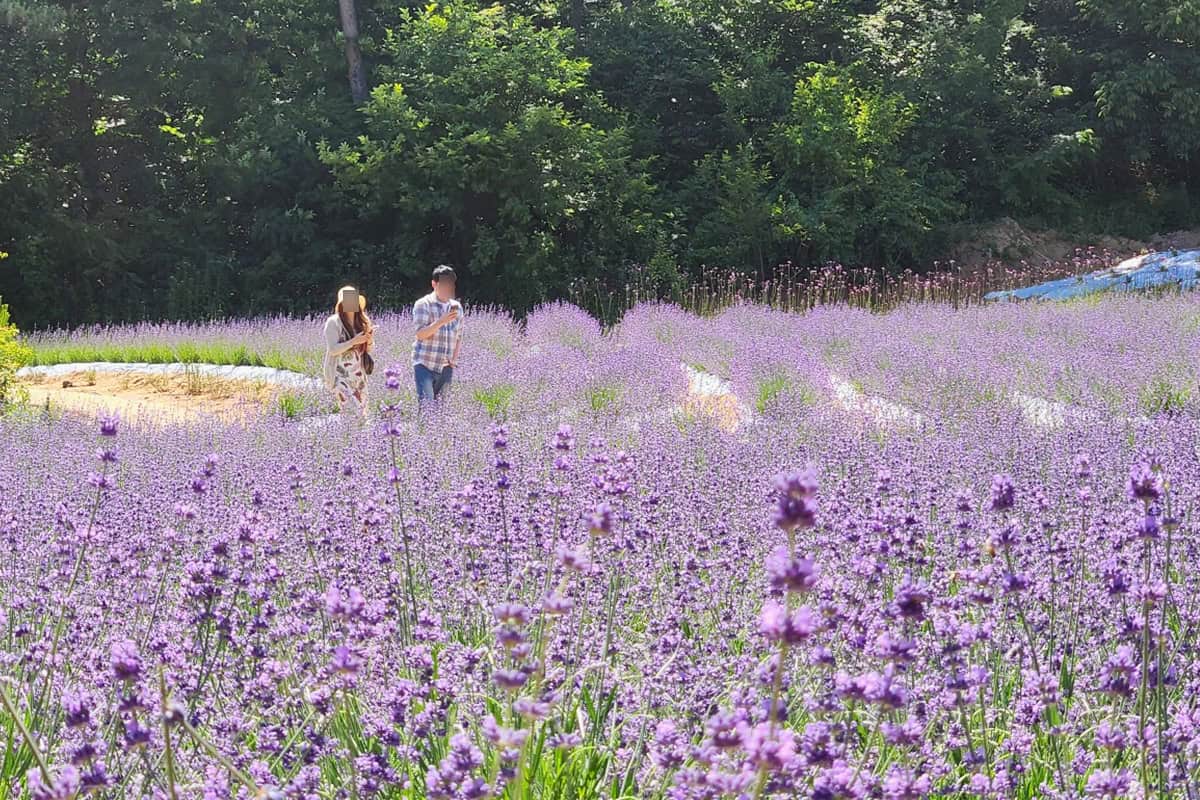 고창청농원 풍경 고창청농원 풍경