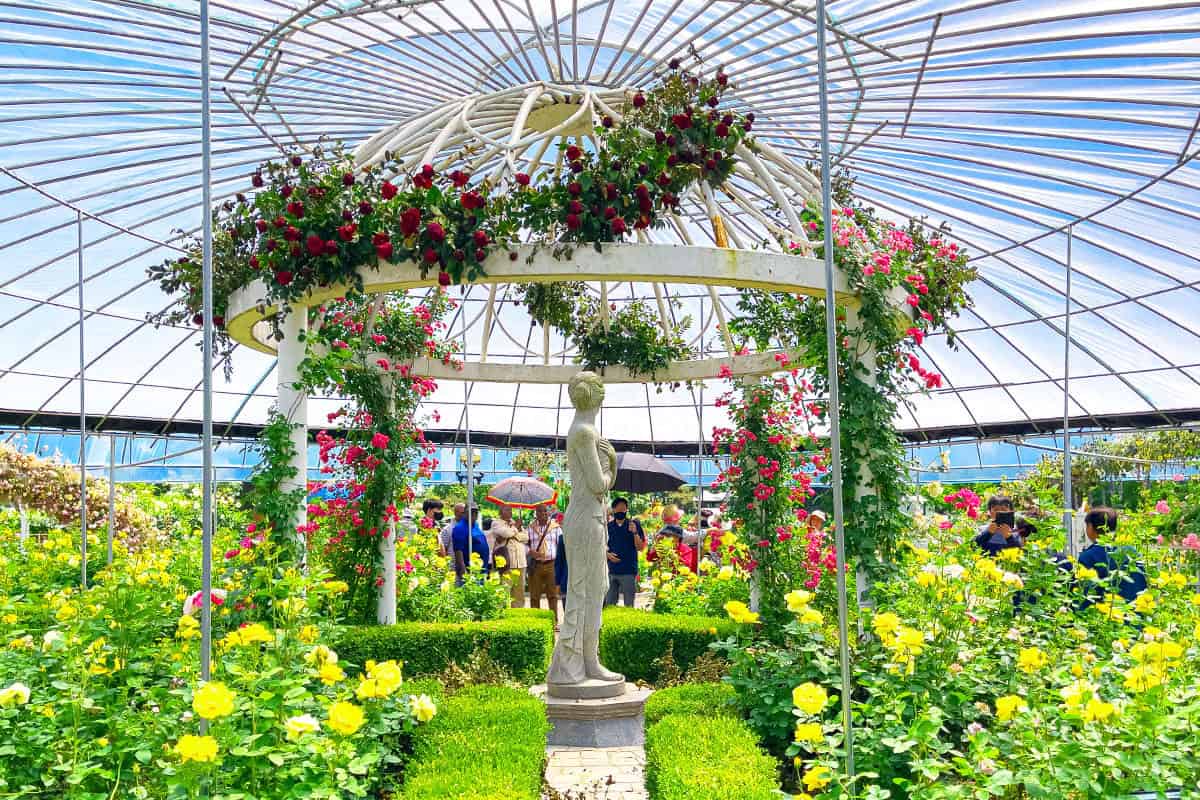 고양국제꽃박람회 봄꽃 고양국제꽃박람회 봄꽃