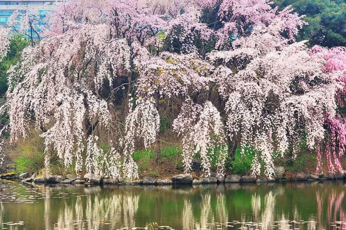 일산호수공원