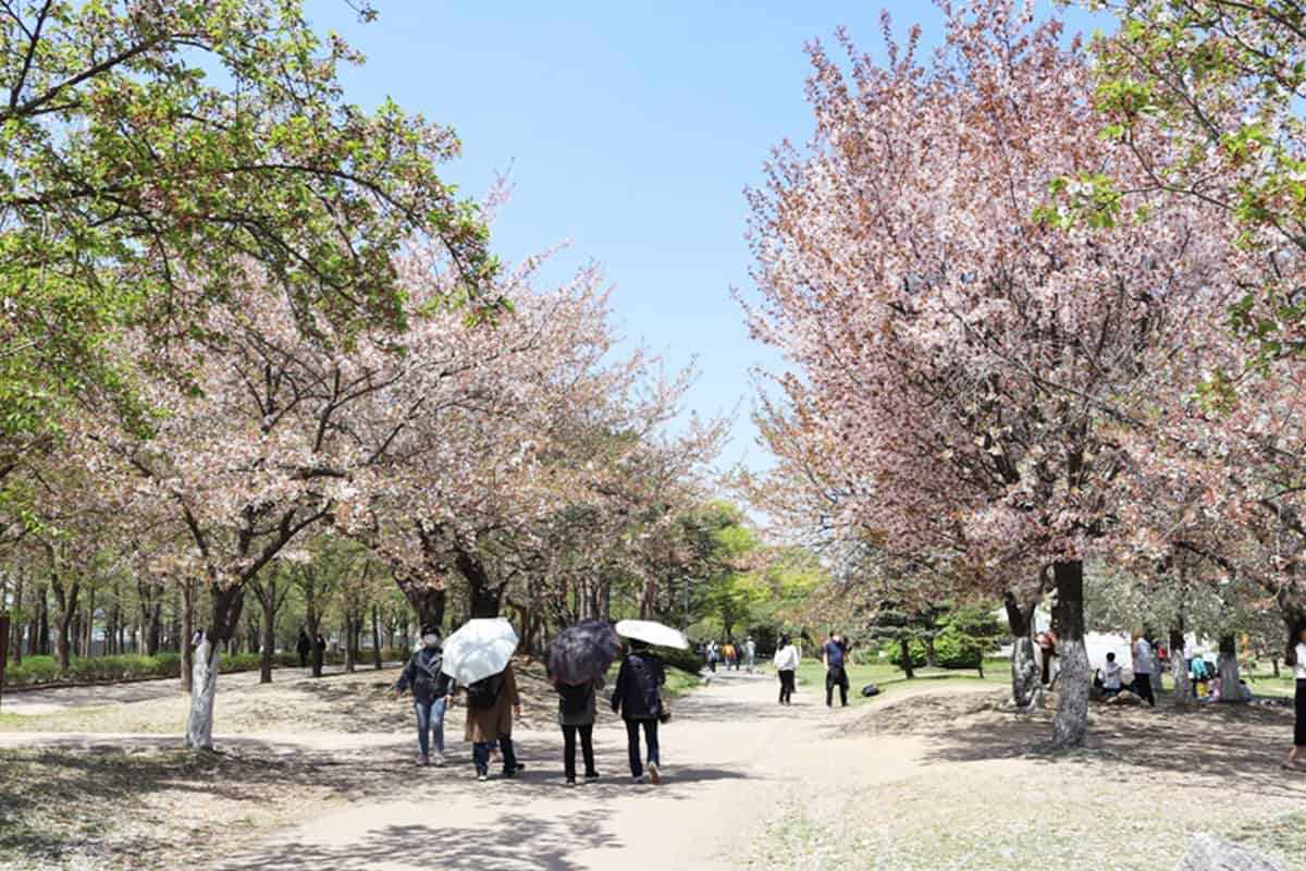 일산호수공원 벚꽃길