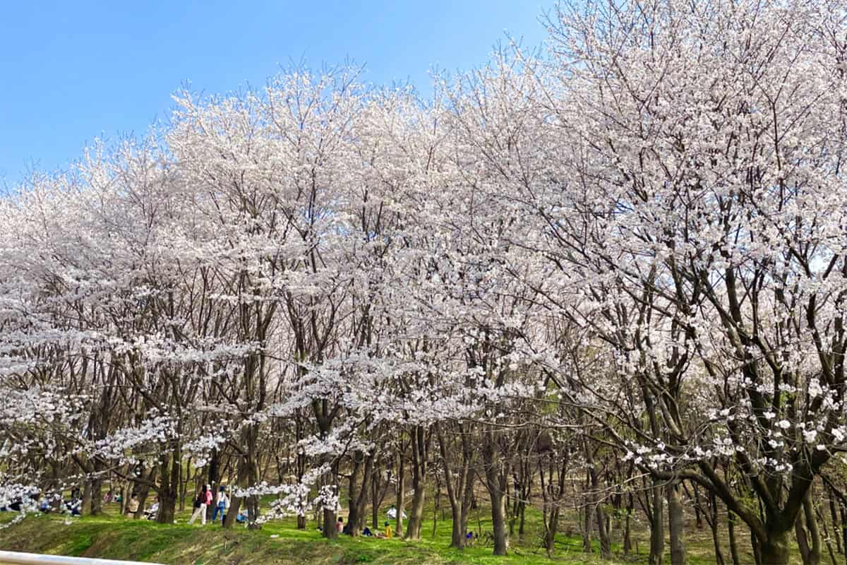 고양 성라공원
