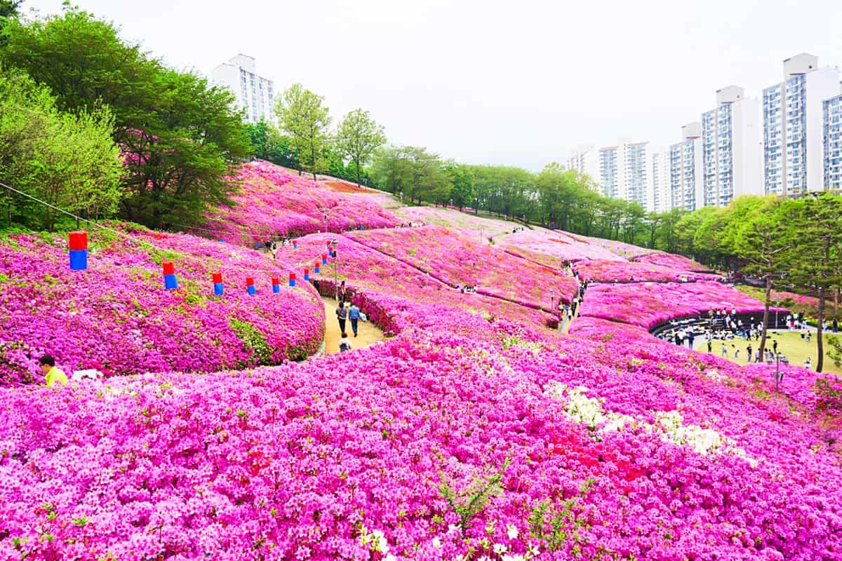 군포 철쭉동산