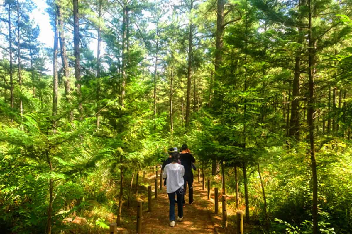 백운산 천년의 숲길 백운산 천년의 숲길