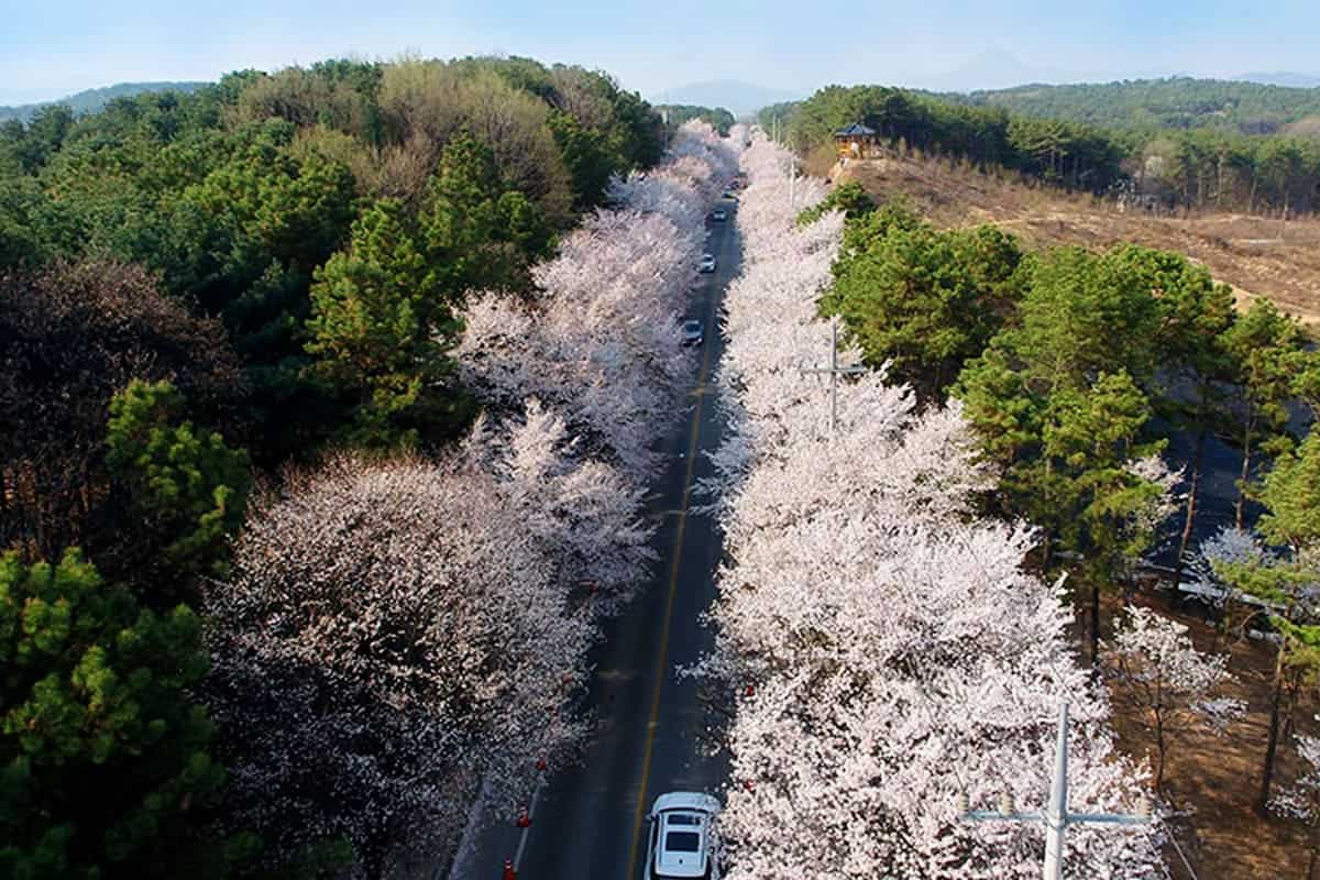 여주 남한강 벚꽃길 여주 남한강 벚꽃길
