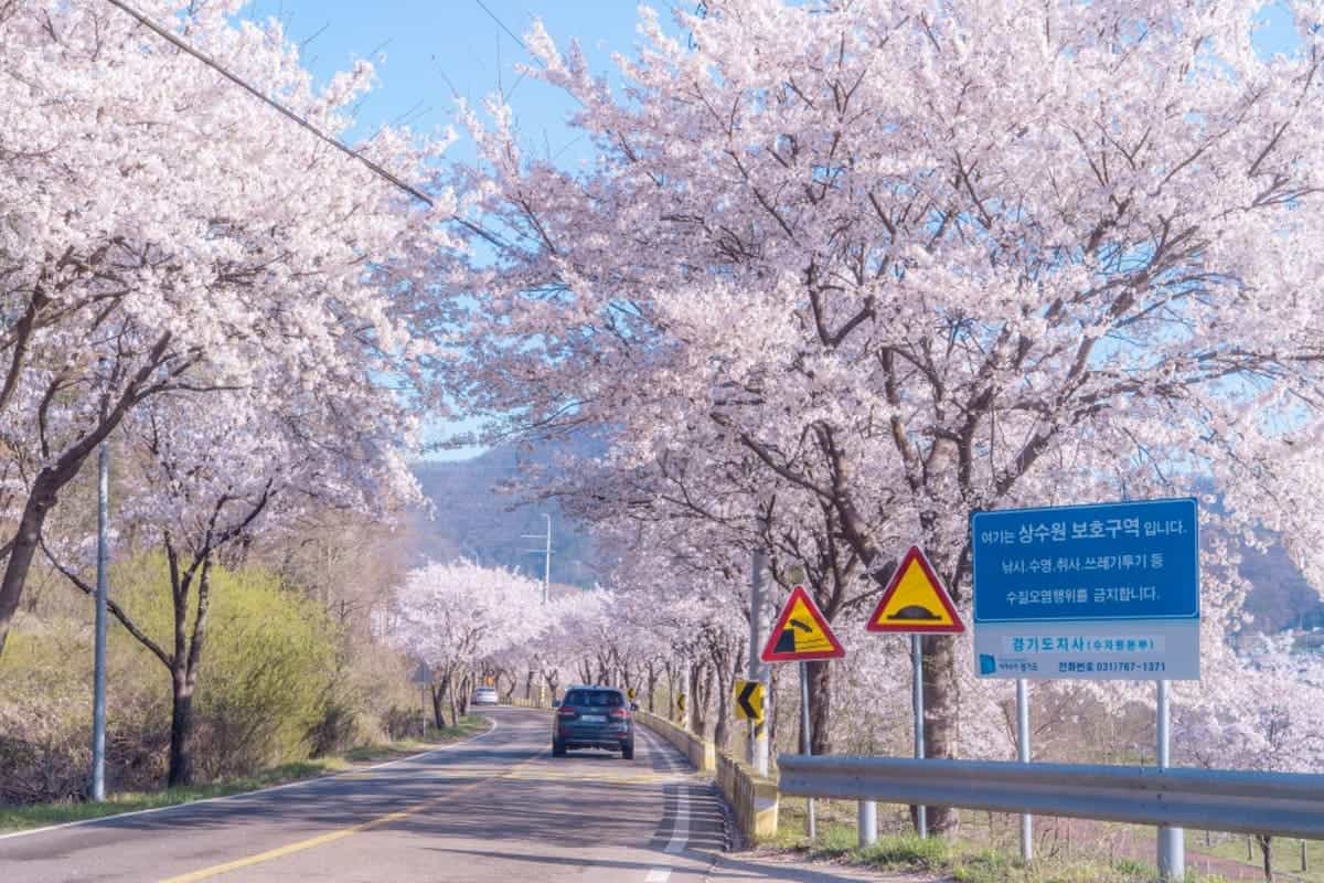 귀여리 벚꽃길 귀여리 벚꽃길