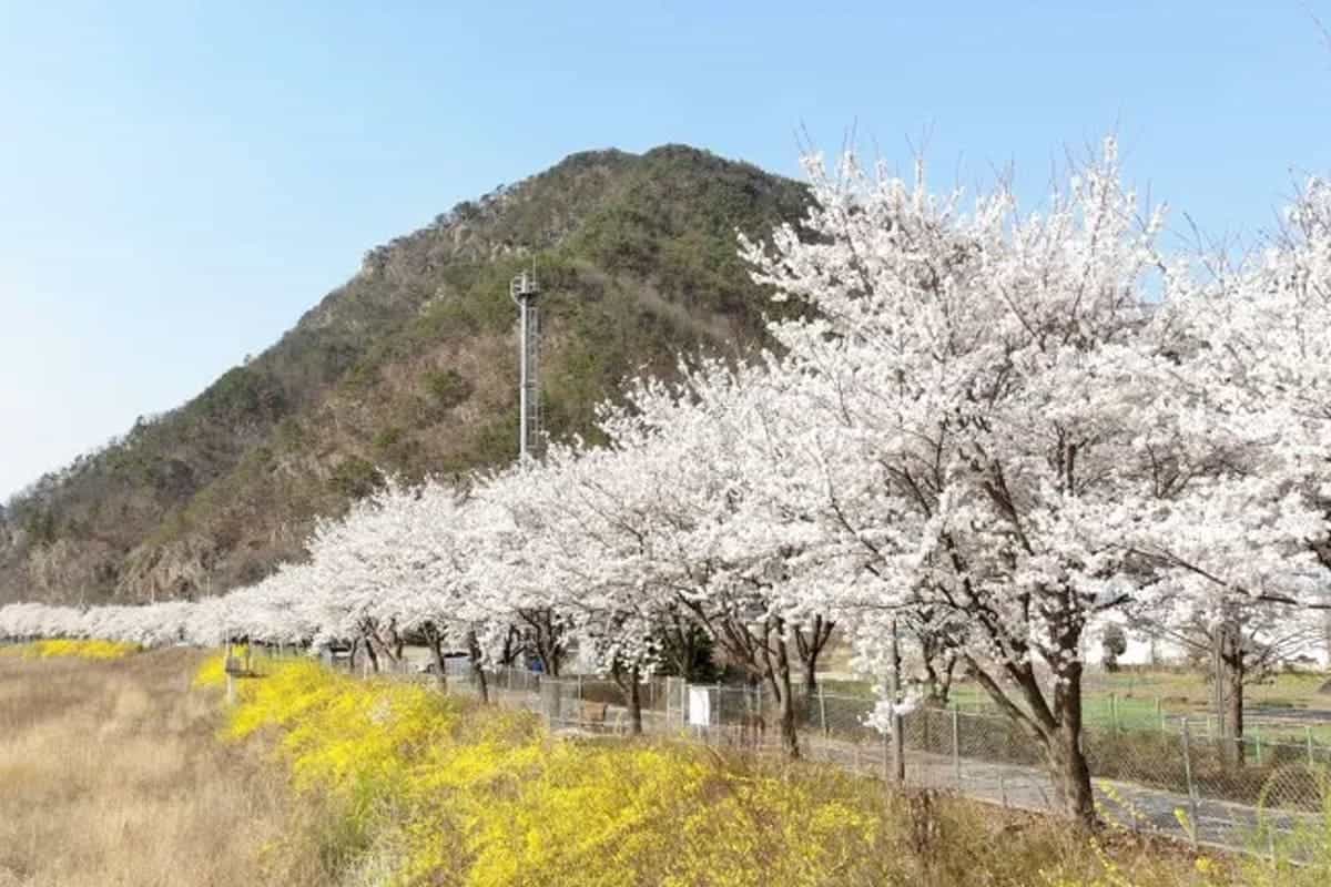 가평 삼회리 벚꽃길 가평 삼회리 벚꽃길