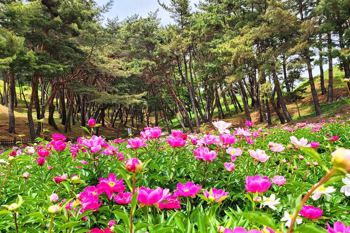 경주 서악동 도봉서당 경주 서악동 도봉서당