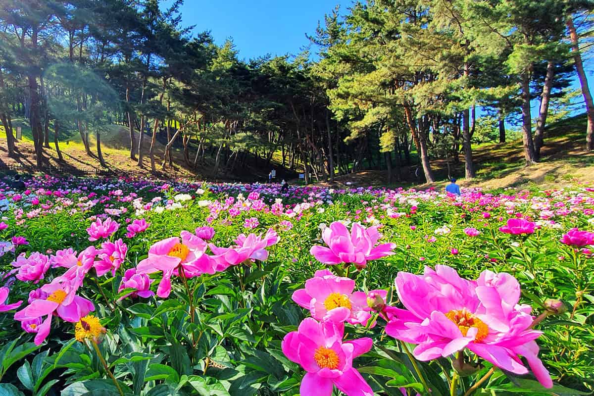 경주 서악동 도봉서당 풍경 경주 서악동 도봉서당 풍경