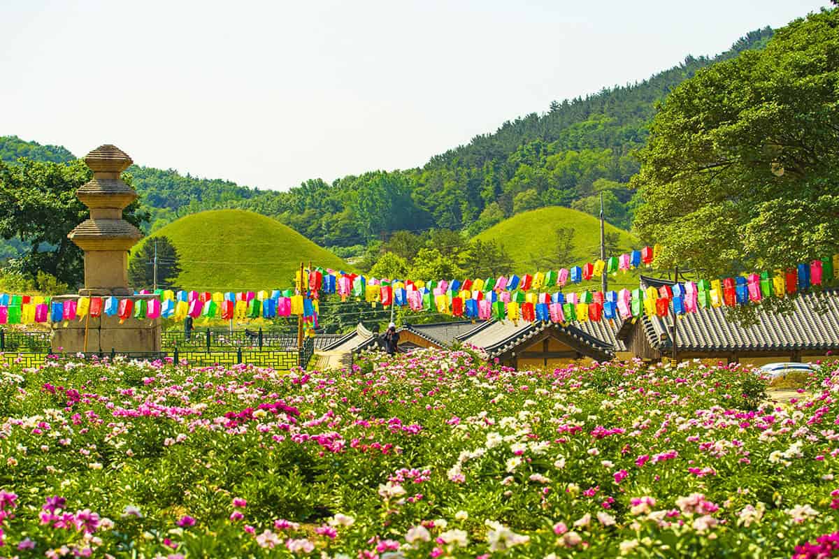 경주 서악동 도봉서당 작약꽃 경주 서악동 도봉서당 작약꽃