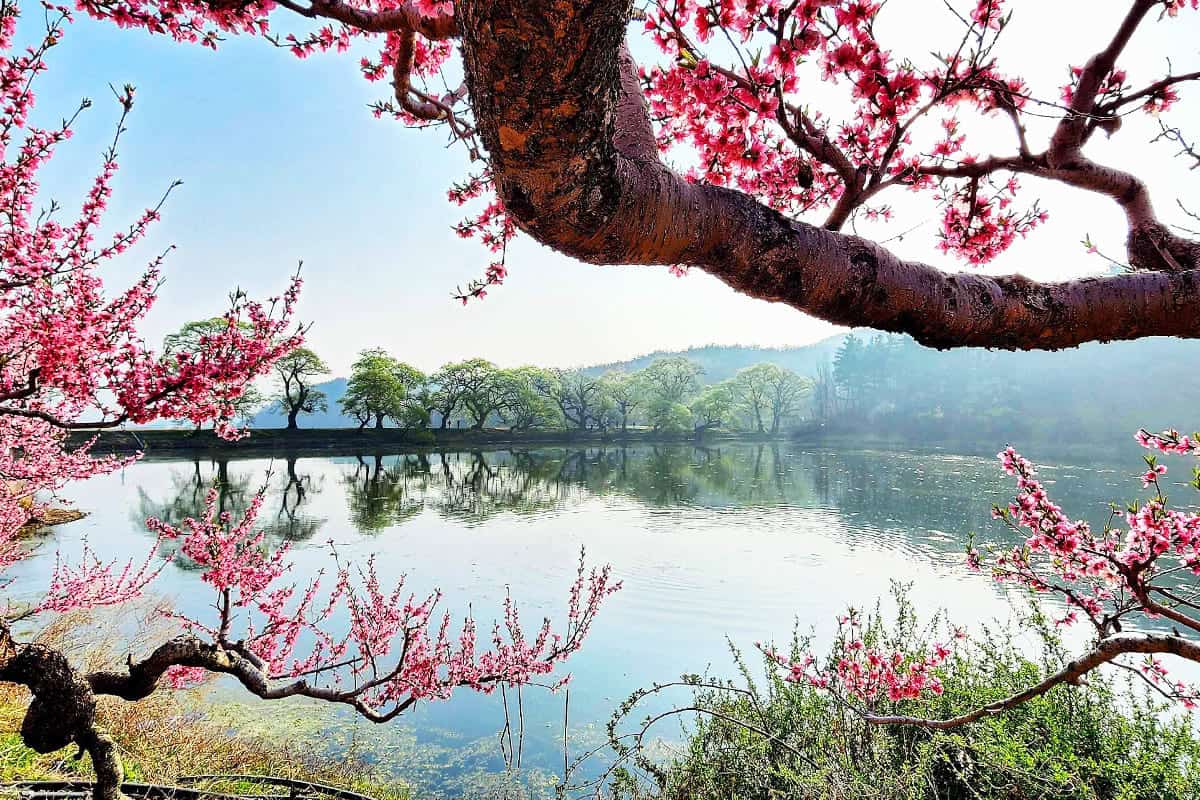 경산 반곡지 경산 반곡지