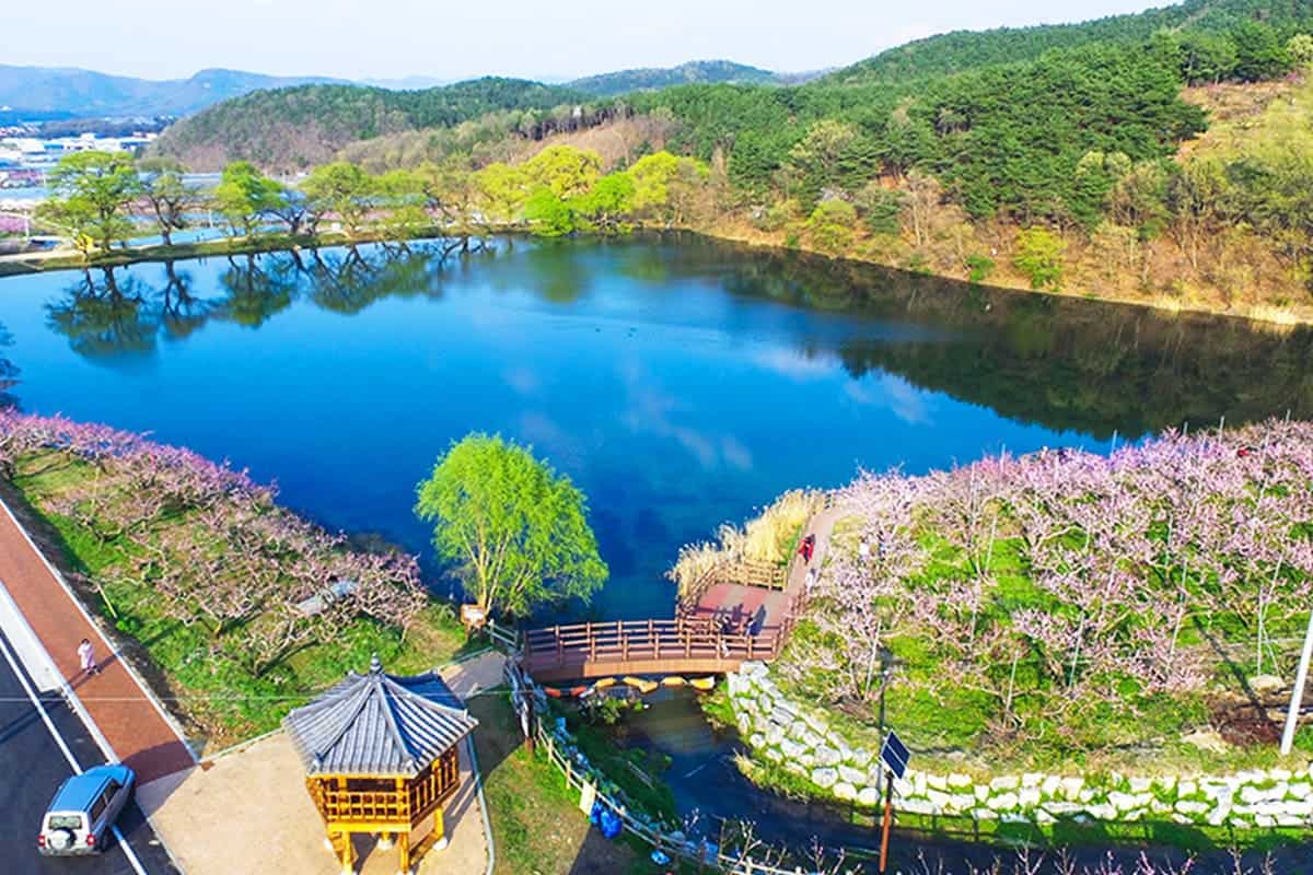 경산 반곡지 봄 경산 반곡지 봄