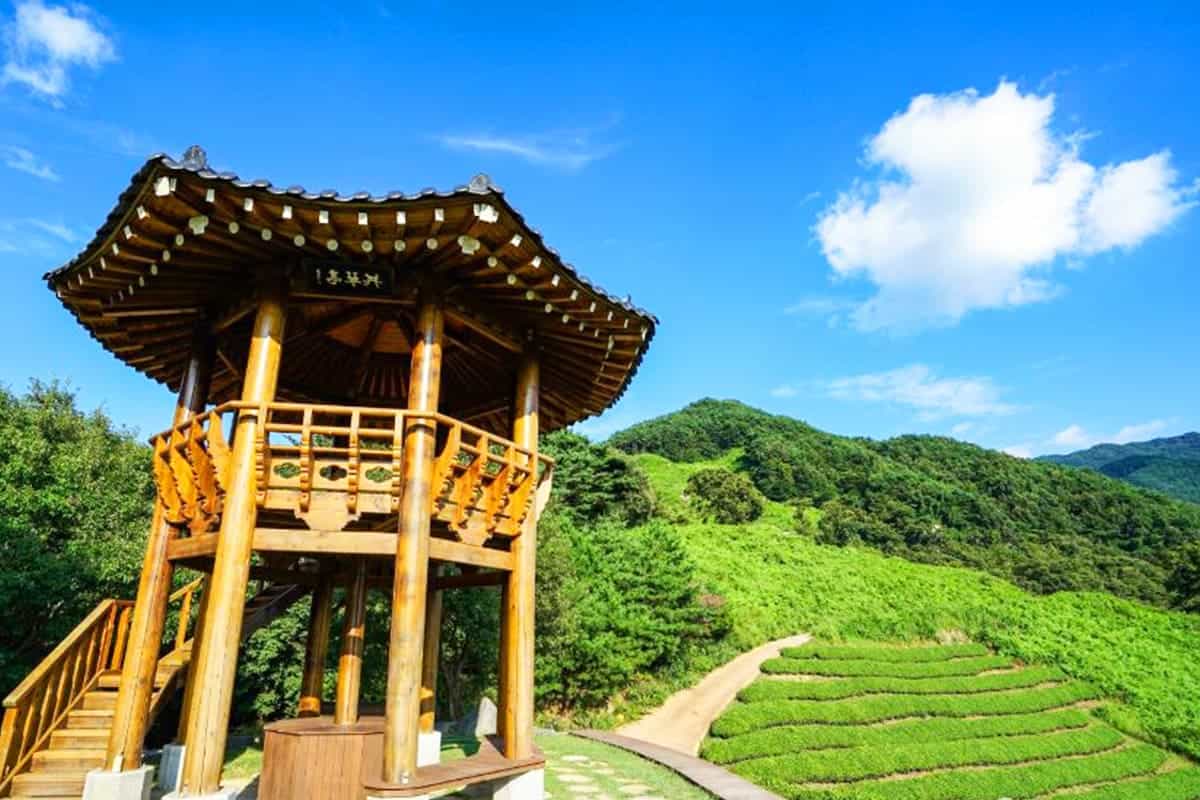 한적한 하동 정금차밭 한적한 하동 정금차밭
