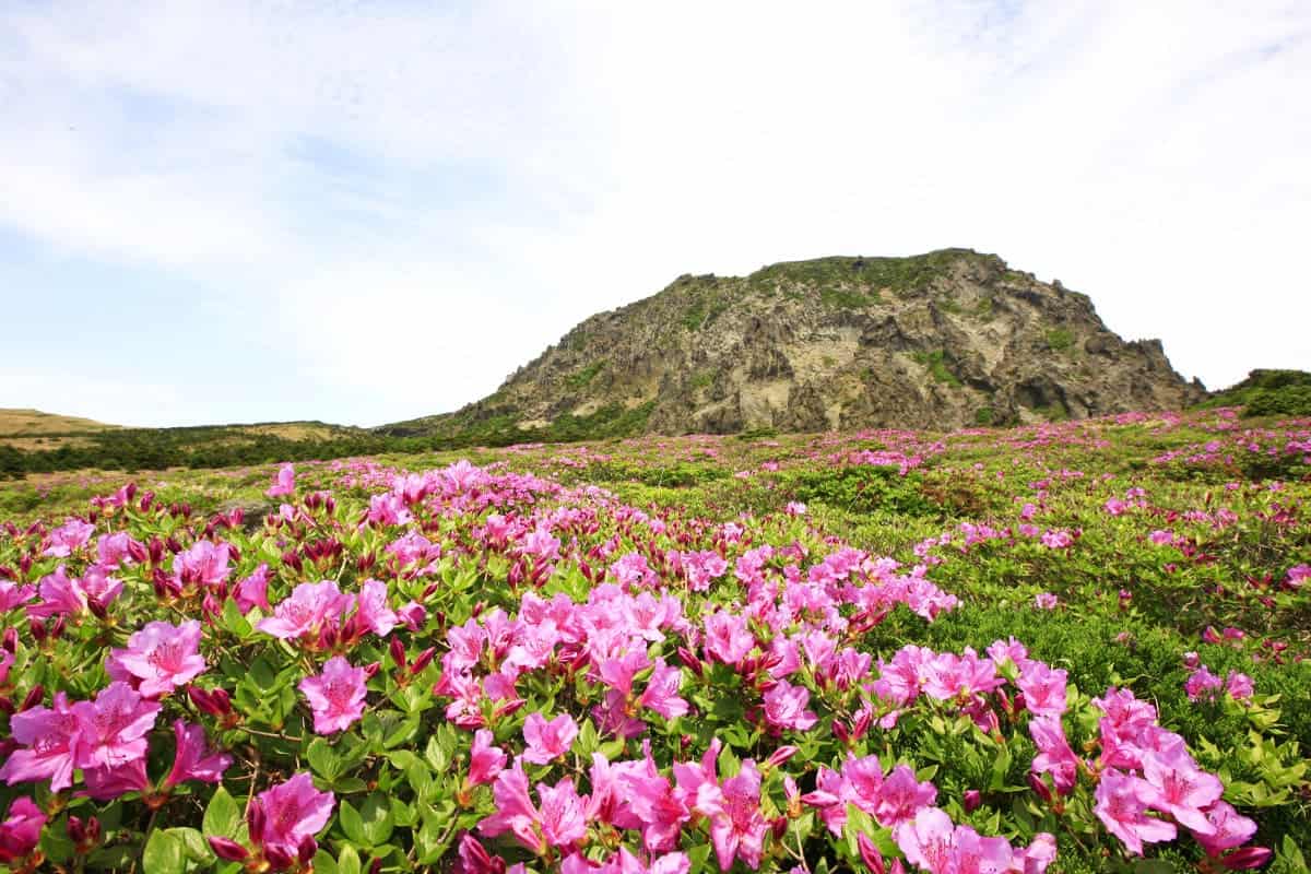 제주 한라산 진달래