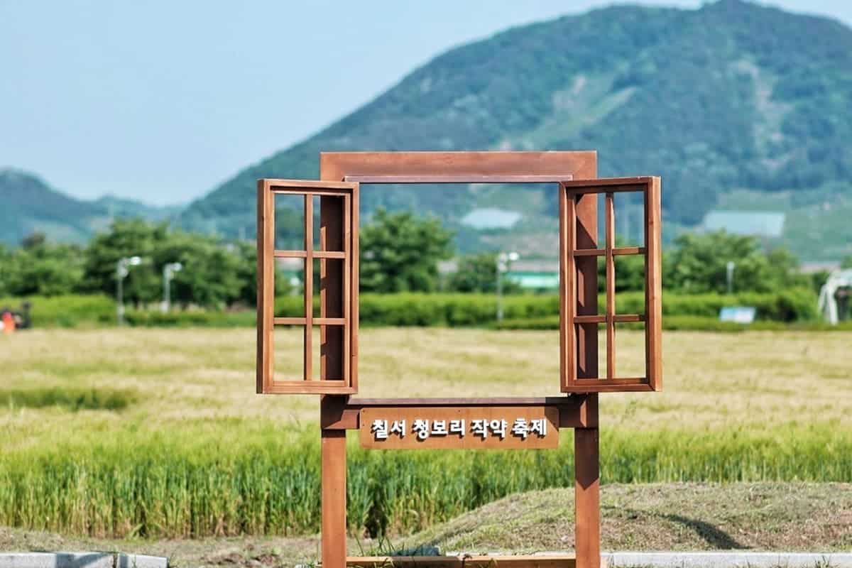함안 청보리·작약 축제 함안 청보리·작약 축제