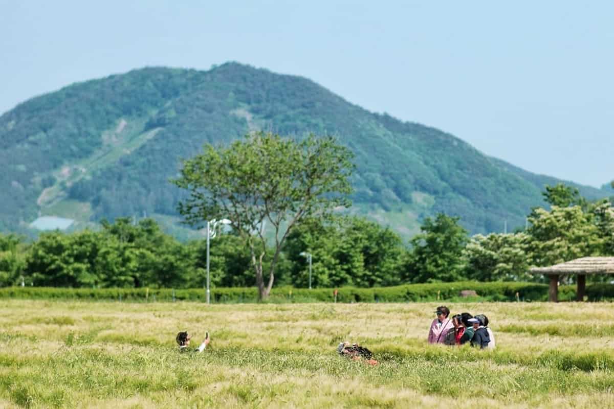 함안 청보리 풍경 함안 청보리 풍경