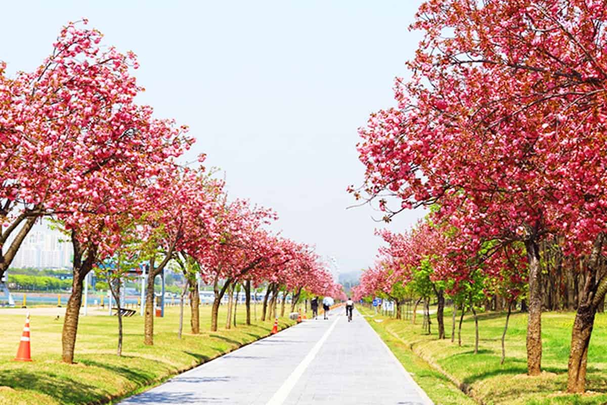 미사경정공원 봄 미사경정공원 봄