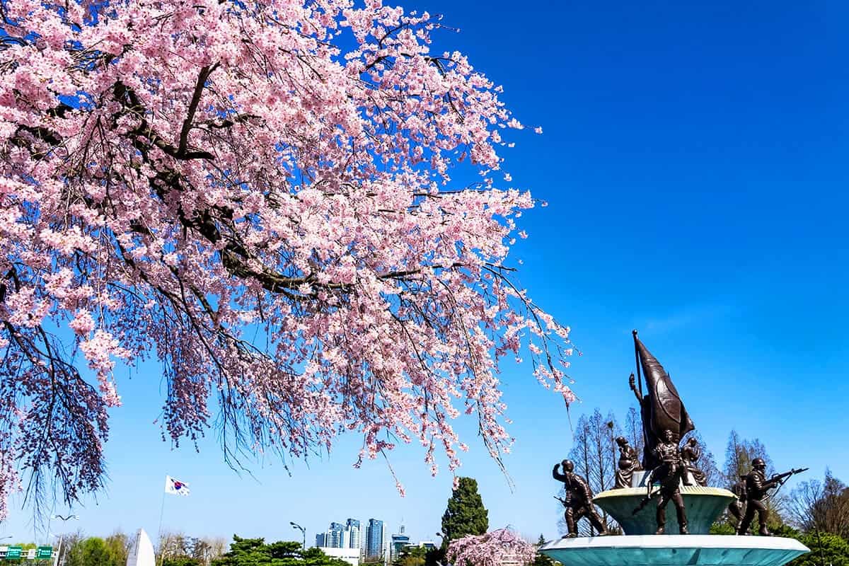 국립서울현충원 벚꽃