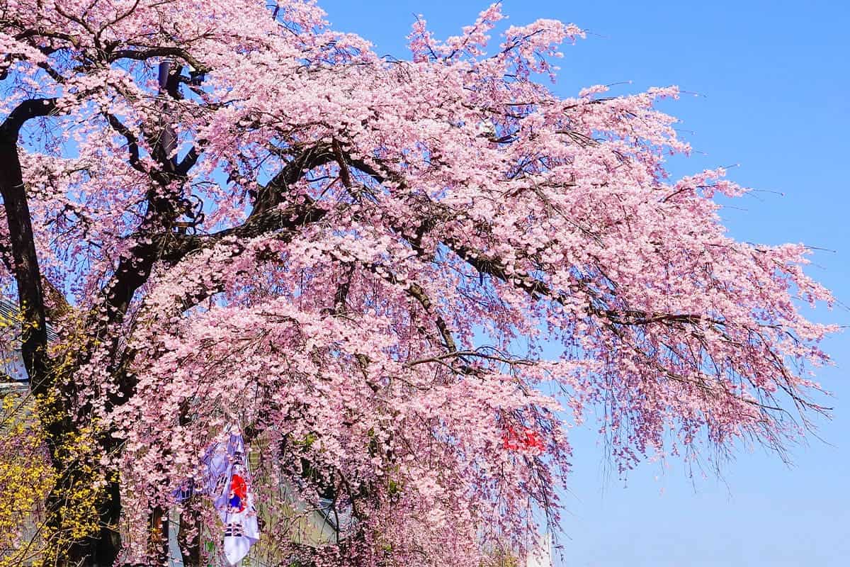 국립서울현충원 벚꽃