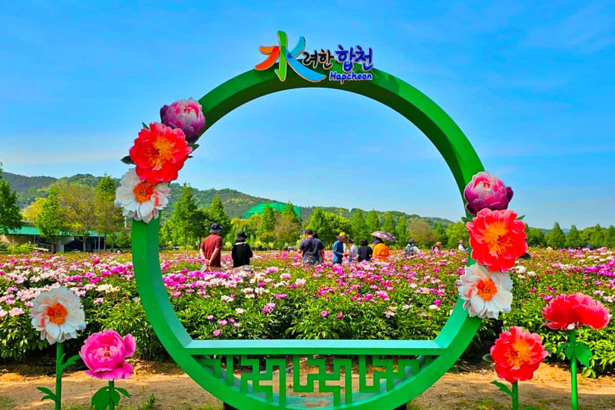 합천 작약꽃 합천 작약꽃