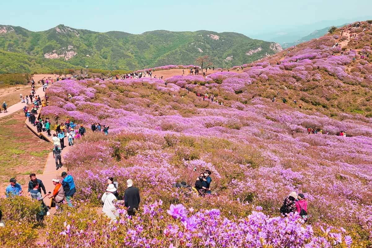 합천 황매산 합천 황매산