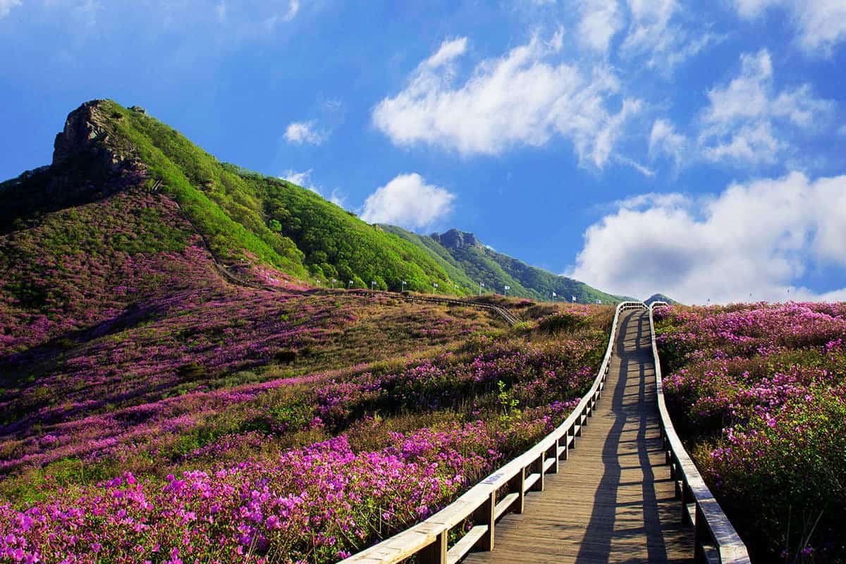 합천 황매산 풍경 합천 황매산 풍경