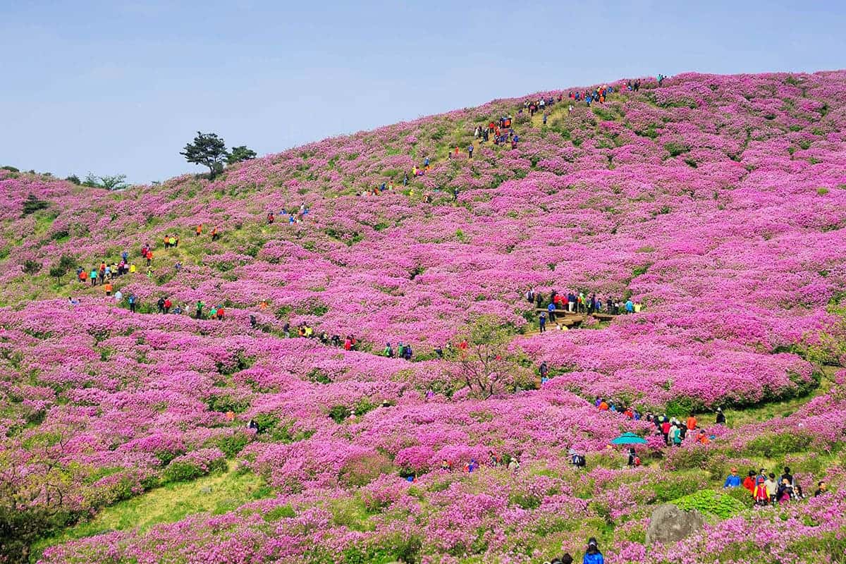 합천 황매산 철쭉 합천 황매산 철쭉