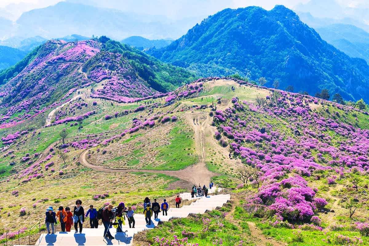 합천 황매산 철쭉 풍경 합천 황매산 철쭉 풍경