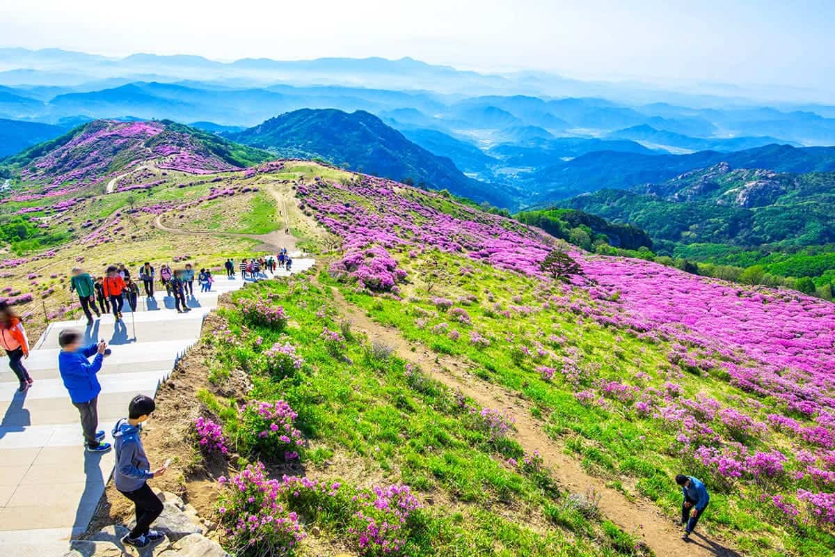 합천 황매산 분홍 출쭉 합천 황매산 분홍 출쭉