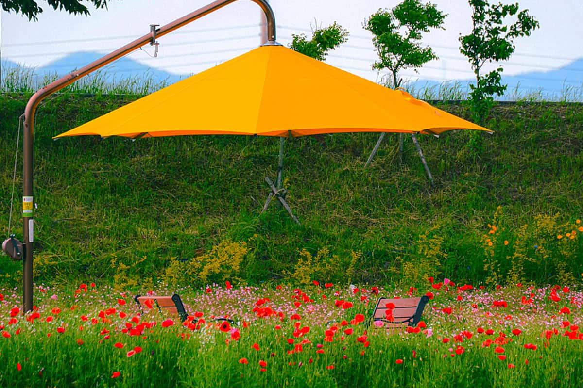 황룡강 꽃축제 황룡강 꽃축제