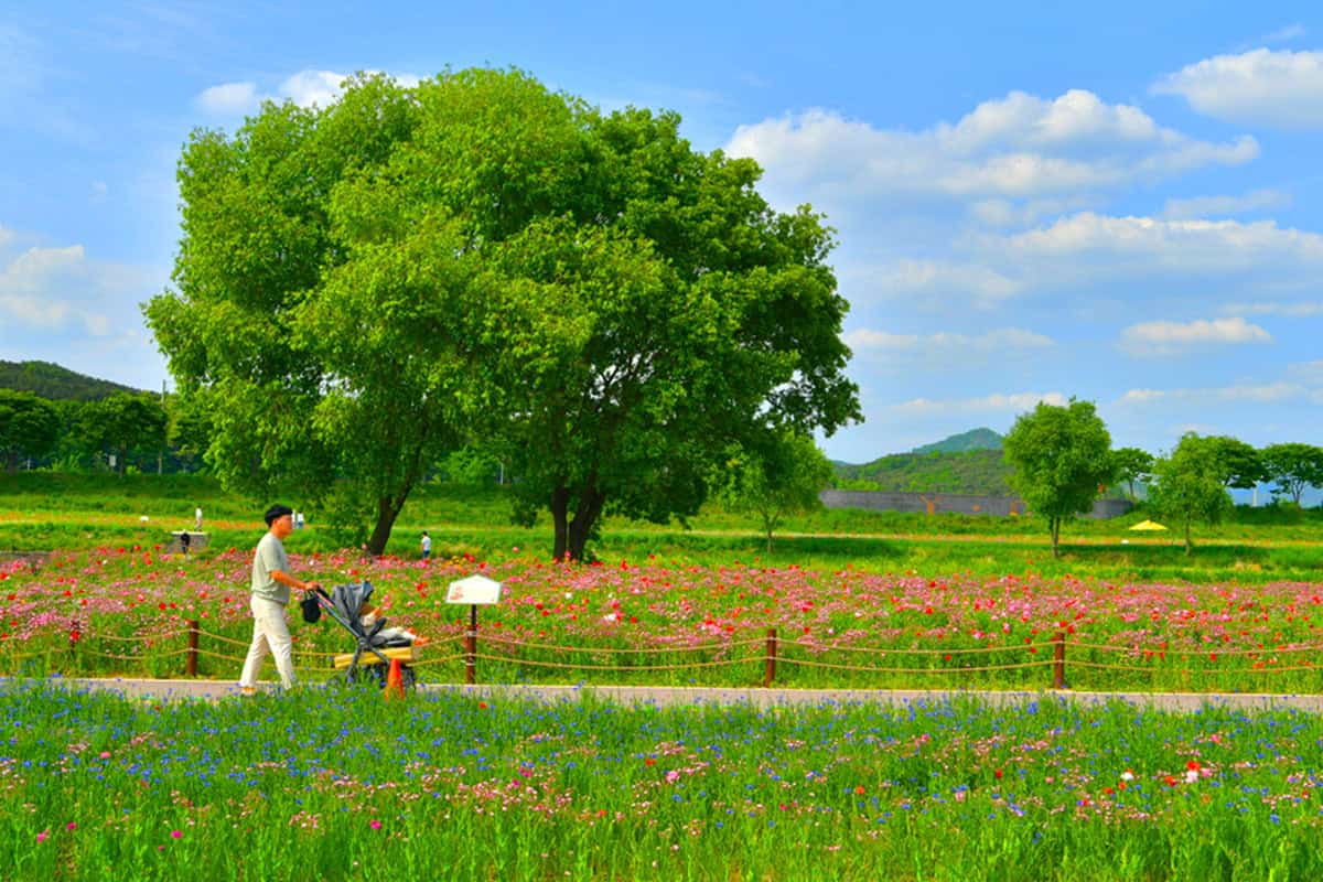 황룡강 꽃길축제 황룡강 꽃길축제