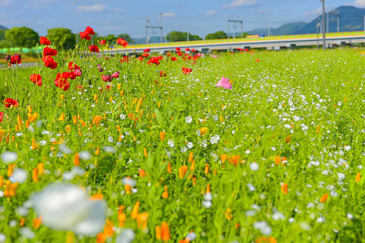 장성 황룡강 축제 장성 황룡강 축제