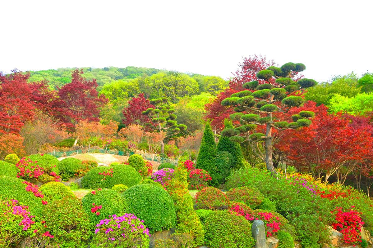 화산꽃동산 화산꽃동산
