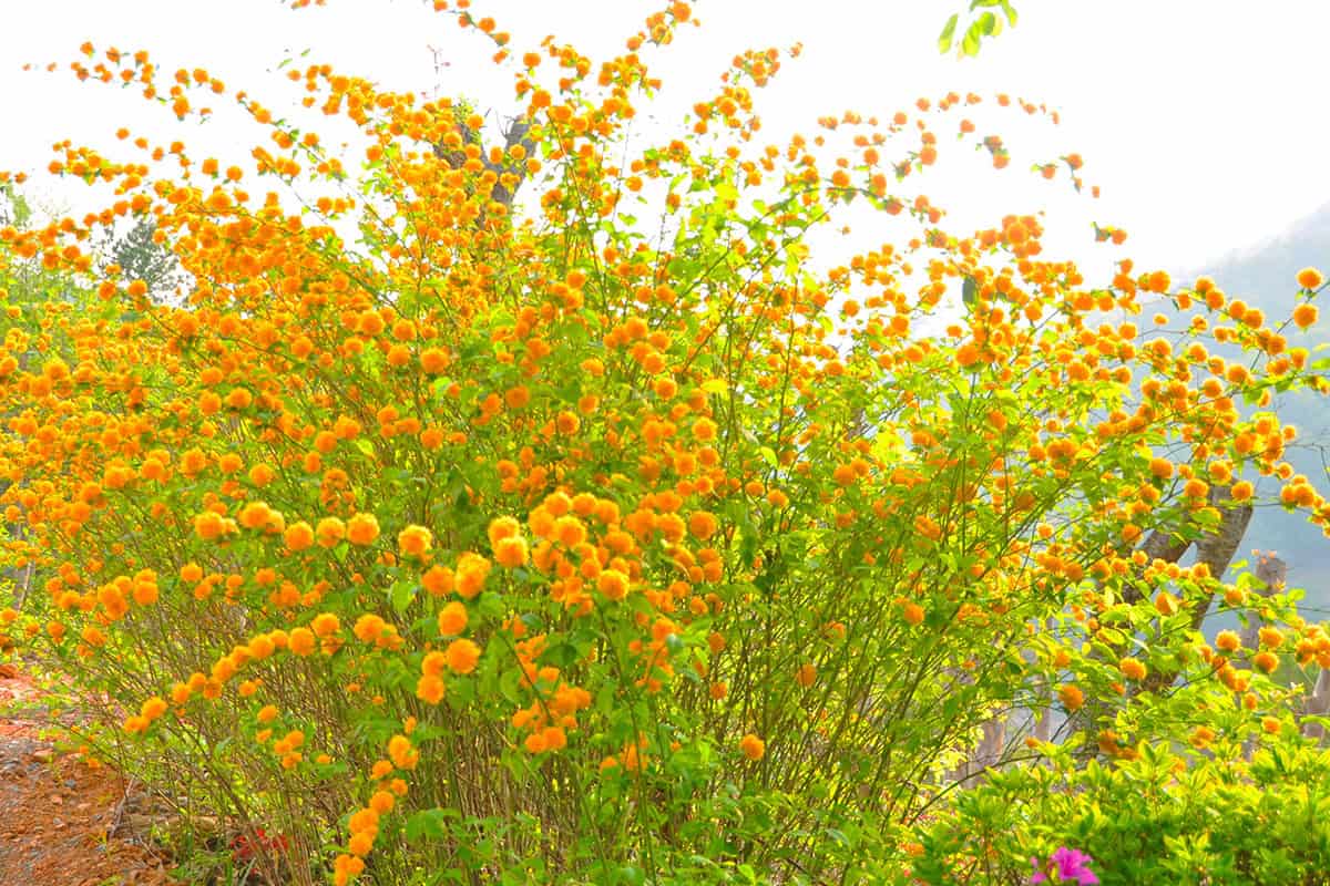 화산 꽃동산 황매화 화산 꽃동산 황매화