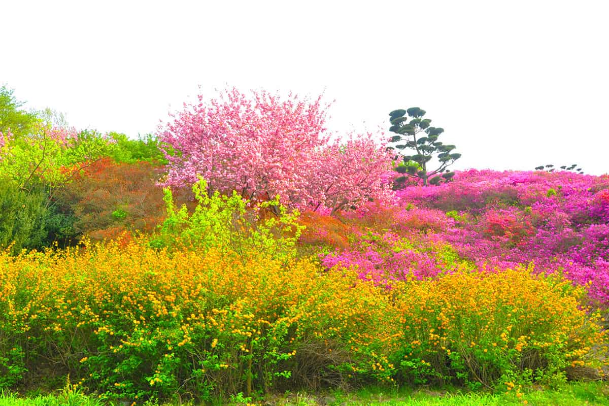 완주 화산꽃동산 완주 화산꽃동산
