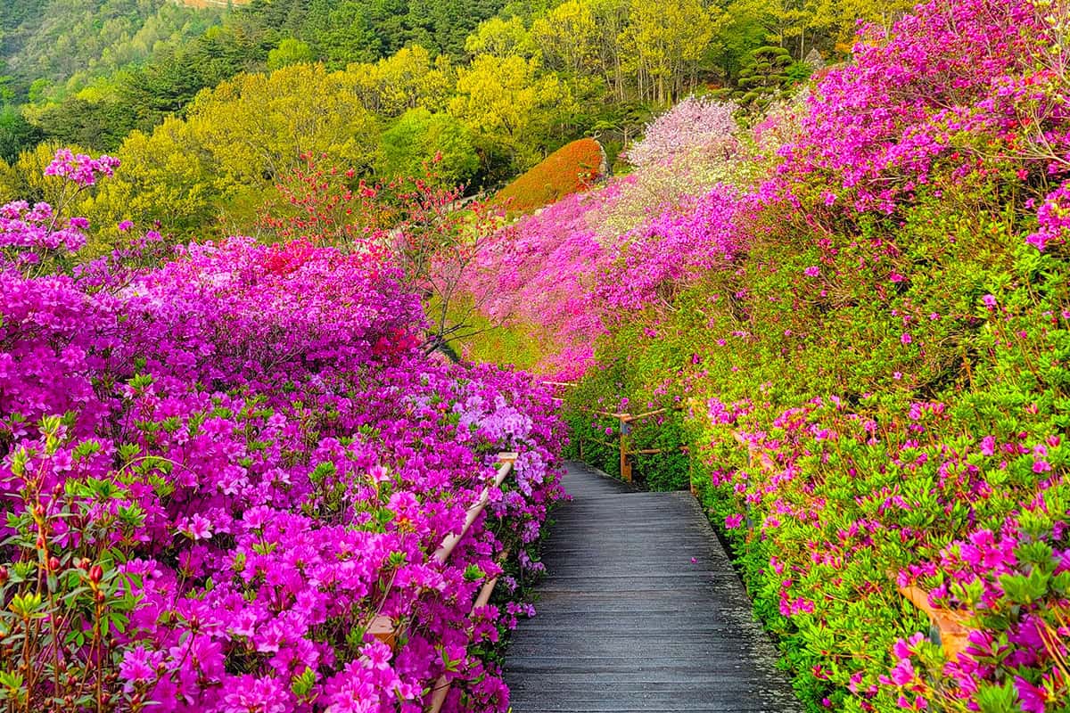 완주 화산꽃동산 데크길 완주 화산꽃동산 데크길