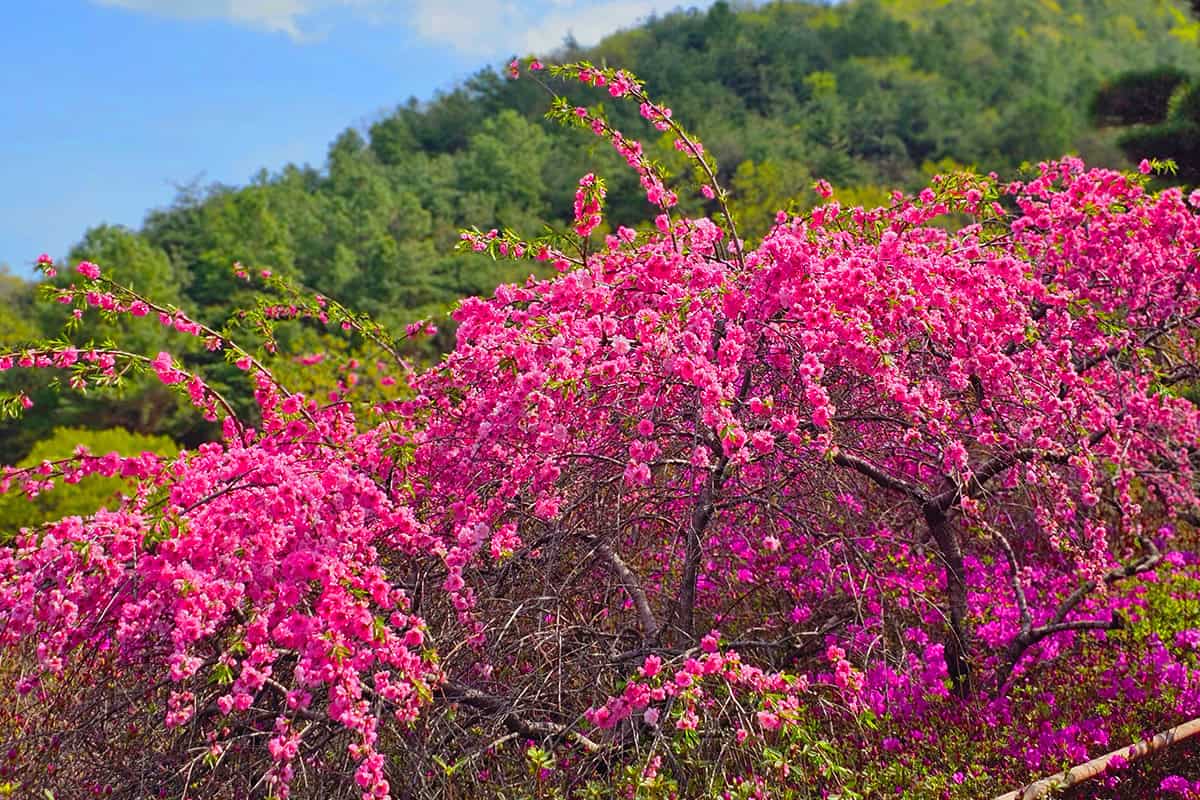 완주 화산꽃동산 도화꽃 완주 화산꽃동산 도화꽃