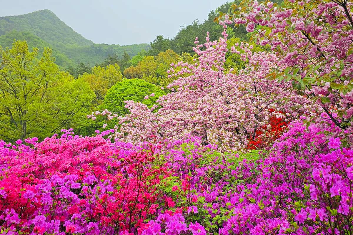 완주 화산꽃동산 철쭉 완주 화산꽃동산 철쭉