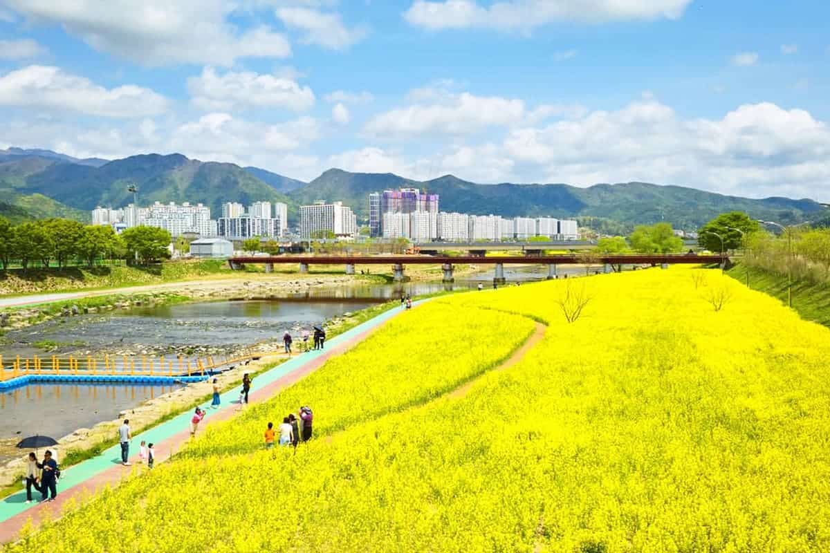 화순 봄꽃 축제 풍경