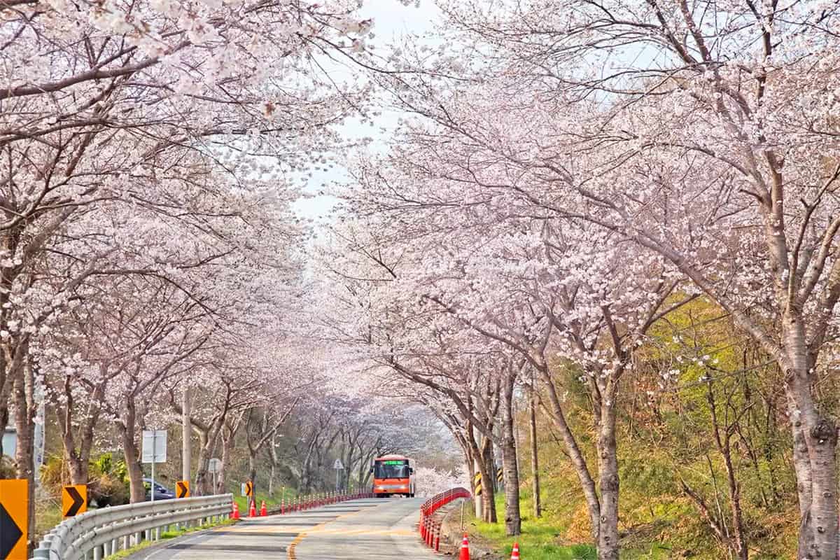 임실 순환도로 벚꽃길 임실 순환도로 벚꽃길