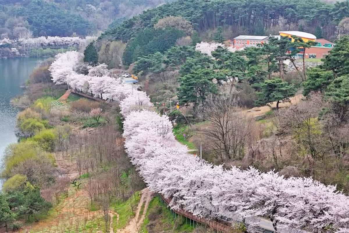 임실 만개한 벚꽃길 임실 만개한 벚꽃길
